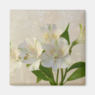 Weißes Alstromeria-Blume Magnet