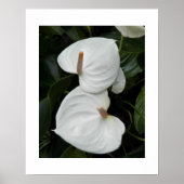Weißes Anthurium Blooms Fotografisch Poster (Vorne)