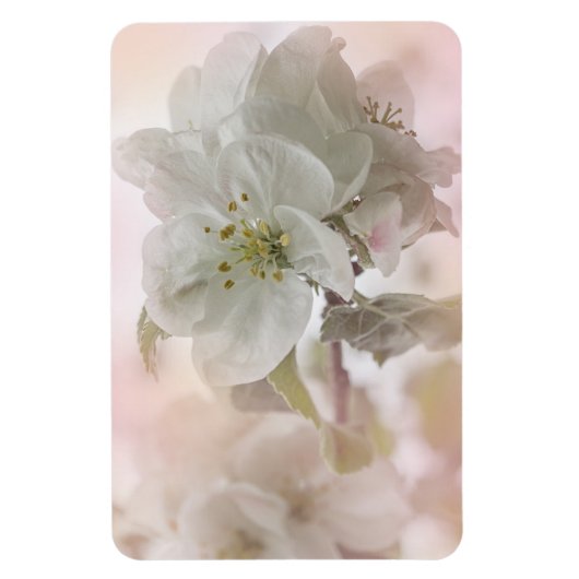 Weißes Apfelblütenfoto Magnet (Vertikal)