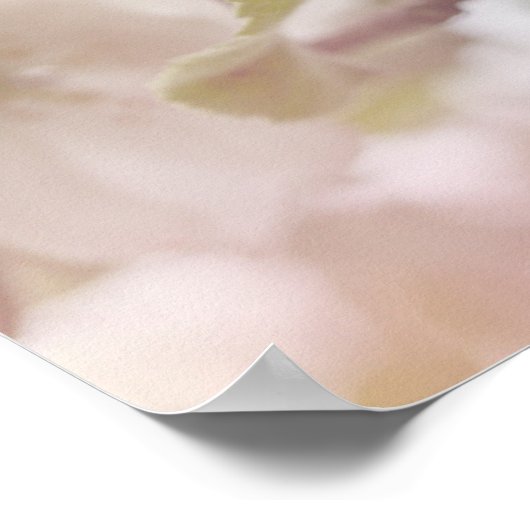 Weißes Apfelblütenfoto Poster (Ecke)