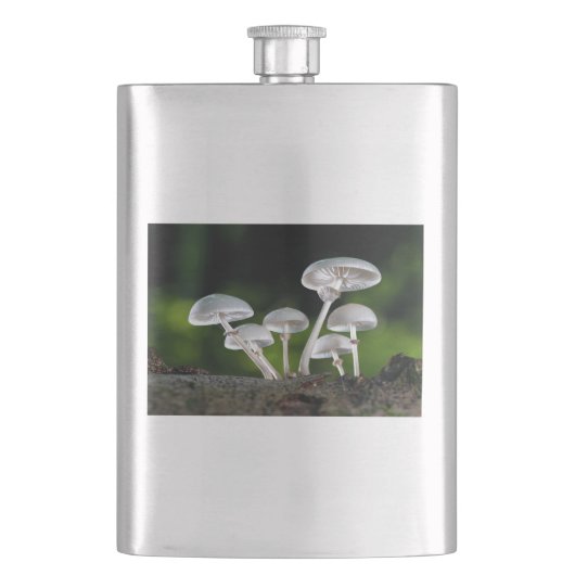 Weißes Austernpilz Flachmann (Vorderseite)