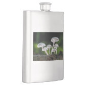 Weißes Austernpilz Flachmann (Rechts)