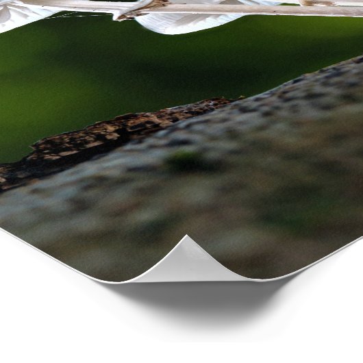 Weißes Austernpilz Poster (Ecke)