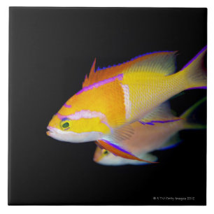 Weißes Bar Anthias Fliese