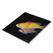 Weißes Bar Anthias Fliese (Seite)