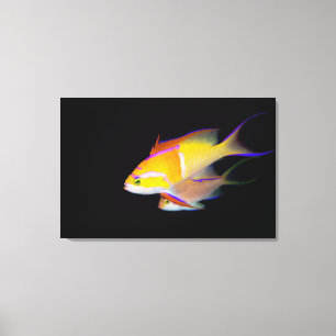 Weißes Bar Anthias Leinwanddruck