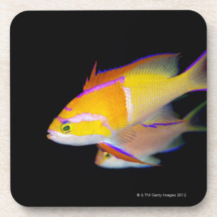 Weißes Bar Anthias Untersetzer