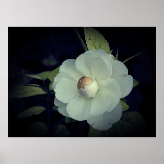 Weißes Blume Blossom Poster (Vorne)