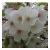 Weißes Blume-Poster Poster (Vorderseite)