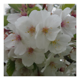 Weißes Blume-Poster Poster