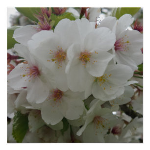 Weißes Blume-Poster Poster