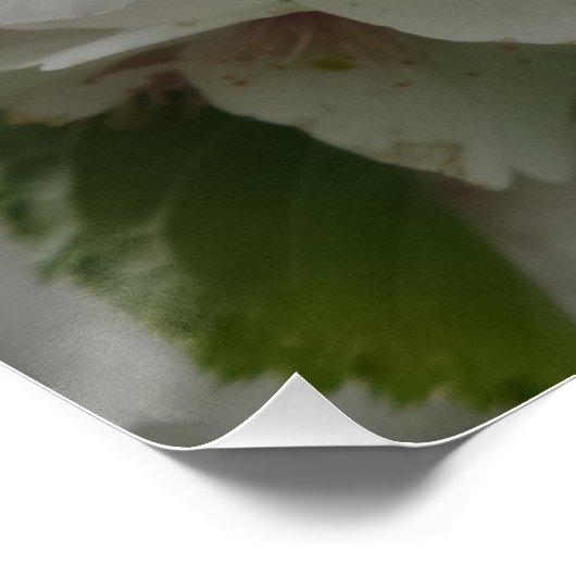 Weißes Blume-Poster Poster (Ecke)