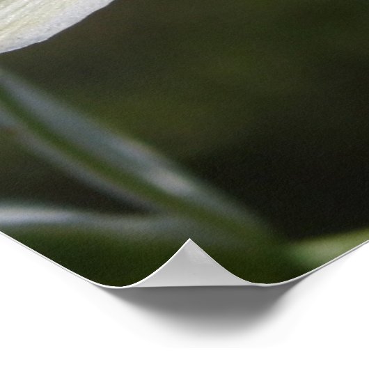 Weißes Blume-Poster Poster (Ecke)