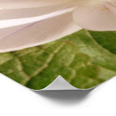 Weißes Blütenlicht Poster (Ecke)