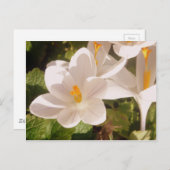 Weißes Blütenlicht Postkarte (Vorne/Hinten)