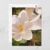 Weißes Blütenlicht Postkarte (Vorne/Hinten)