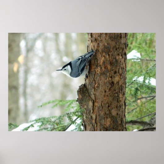 Weißes Breastgeweih Winterposter Poster (Vorne)