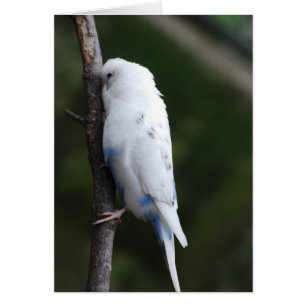 weißes budgie, das Baum umarmt