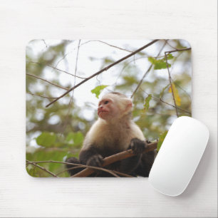 Weißes Capuchin, Affenfotografie Mousepad