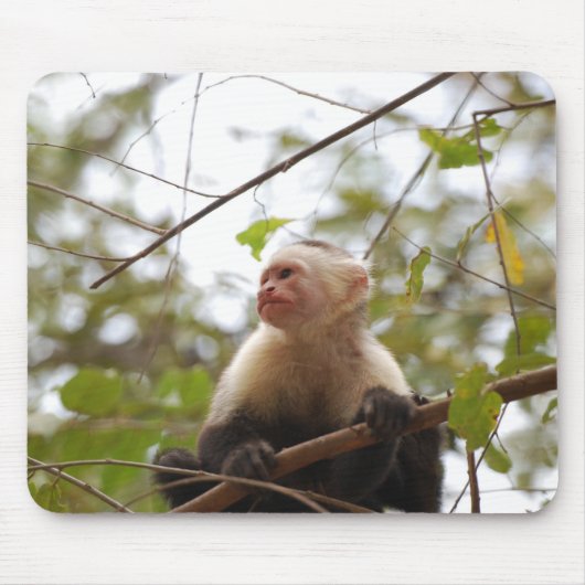 Weißes Capuchin, Affenfotografie Mousepad (Vorne)
