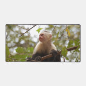 Weißes Capuchin, Exotische Affenfotografie Schreibtischunterlage (Vorderseite)
