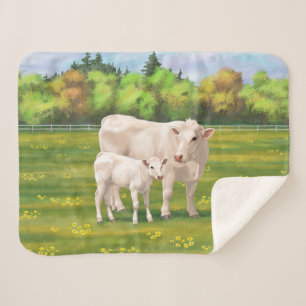 Weißes Charolais Kuh und Niedliches Rindfleisch Ri Sherpadecke