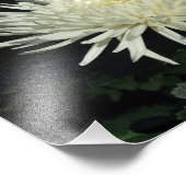 Weißes Chrysanthemum 10" x 8" Foto drucken (Ecke)