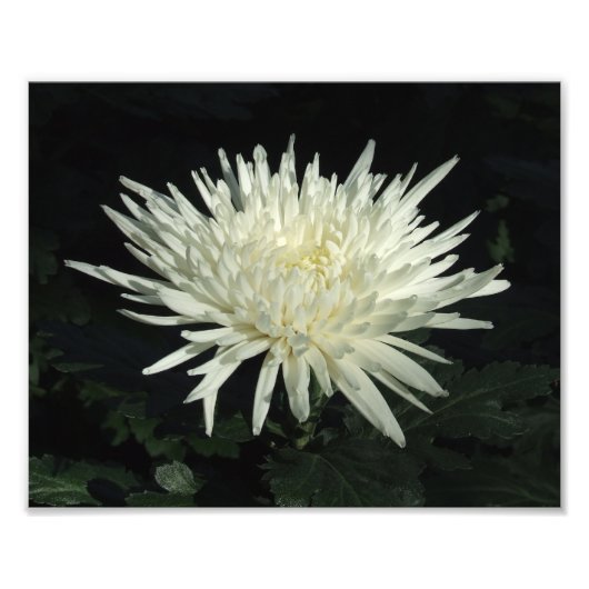 Weißes Chrysanthemum 10" x 8" Foto drucken (Vorne)