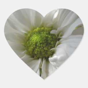 Weißes Chrysanthemum Herz Herz-Aufkleber