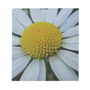 Weißes Chrysanthemum mit gelber Mitte Notizblock