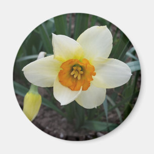 weißes Daffodialglühen Magnet