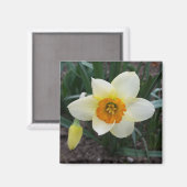 weißes Daffodialglühen Magnet (Vorderseite/Rückseite)