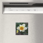 weißes Daffodialglühen Magnet (In Situ (Geschirrspüler))