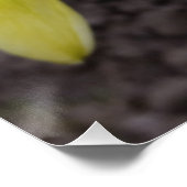 weißes Daffodialglühen Poster (Ecke)