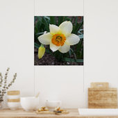 weißes Daffodialglühen Poster (Küche)