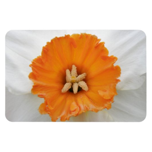 Weißes Daffodil Premium Magnet (Horizontal)