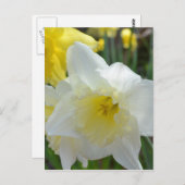 Weißes Daffodium mit gelbem Zentrum Postkarte (Vorne/Hinten)