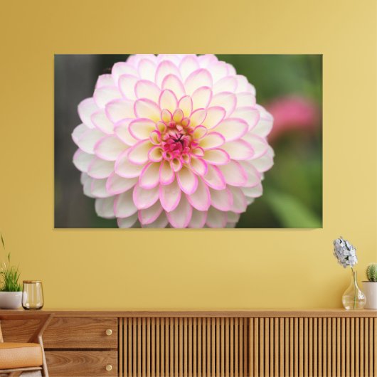 Weißes Dahlia mit rosa Felge Blume Leinwanddruck (Insitu (Wohnzimmer))
