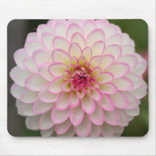 Weißes Dahlia mit rosa Felge Blume Mousepad