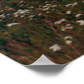 Weißes Daisy und Lila Foto der Feueralgen Poster (Ecke)