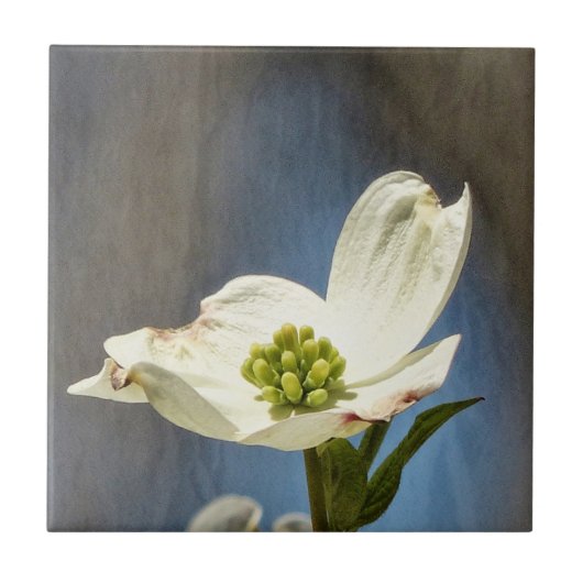 Weißes Dogwood Bloom Fliese (Vorderseite)