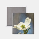 Weißes Dogwood Bloom Magnet (Vorderseite/Rückseite)