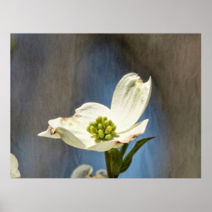 Weißes Dogwood Bloom Poster