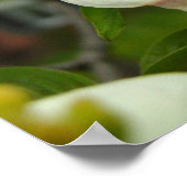 Weißes Dogwood-Blossom Poster (Ecke)