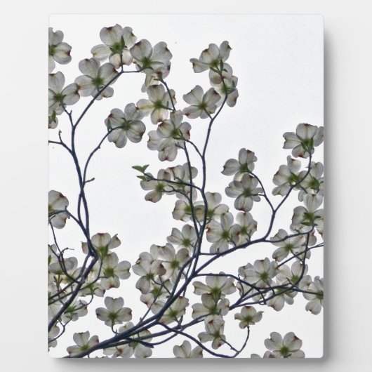 Weißes Dogwood Fotoplatte (Vorderseite)