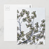 Weißes Dogwood Postkarte (Vorne/Hinten)