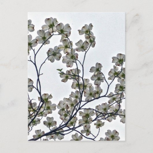 Weißes Dogwood Postkarte (Vorderseite)