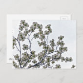 Weißes Dogwood Postkarte (Vorne/Hinten)