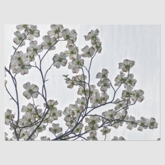 Weißes Dogwood Seidenpapier (Vorderseite)