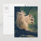 Weißes Eichhörnchen Postkarte (Vorne/Hinten)
